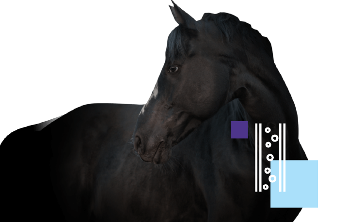 hoeveler equinova pferd stoffwechsel hoeveler equinova pferd stoffwechsel